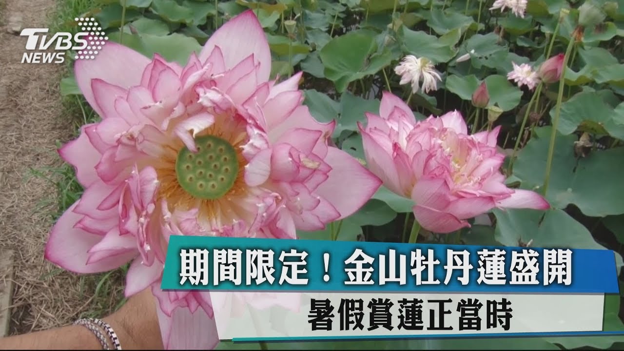 期間限定! 金山牡丹蓮盛開暑假賞蓮正當時