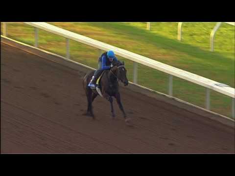 Ralis Tries Turf in Snow Chief