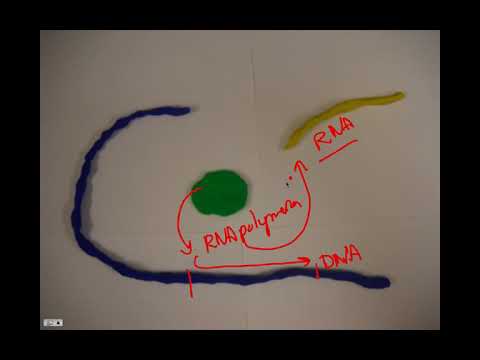Gene Regulation, BIO105 Introductory Biology, David Champlin, USM