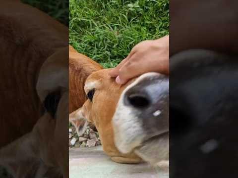 Parintins Amazonas Brasil 2026 #parintins2026 #festivaldeparintins2026