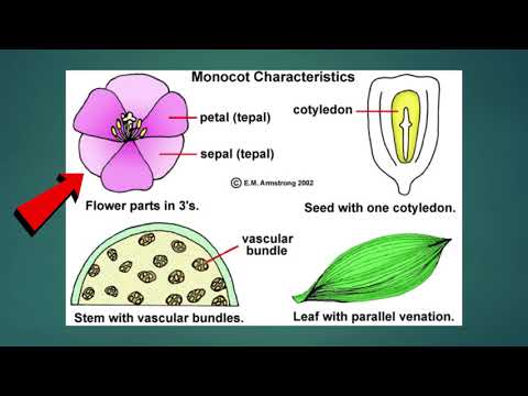 Science - Grade 6: Monocotyledons and Dicotyledons