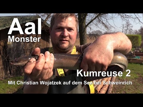 Kumreuse 2 - Aal ohne Ende im Dranser See (Wittstock-tv)