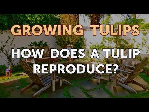 How to Plant Tulips Outside After They Bloom in Pots