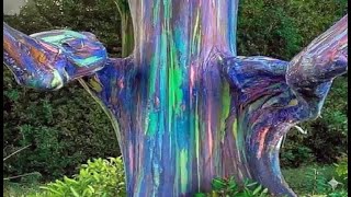 15 Árvores BIZARRAS que você não sabia que existiam