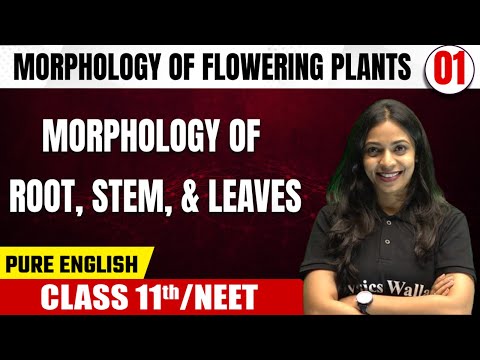 MORPHOLOGY OF FLOWERING PLANTS 01 | Morphology Of Root, Stem And Leaves | Botany | Class 11th/NEET