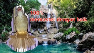Download lagu Masteran kapas tembak gacor !! di hutan ada suara air terjun !! dijamin memaster dengan baik mp3
