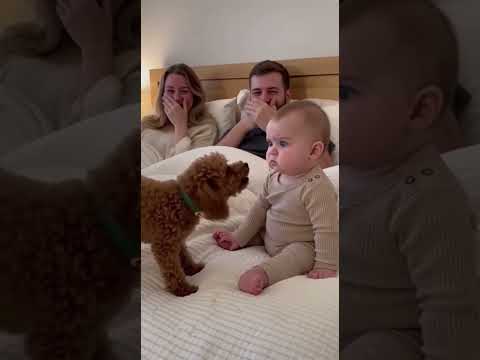 🤣 짖는 강아지 vs 멍한 아기 반응! 🐶#반려동물 #웃긴 #고양이 #강아지 #동물
