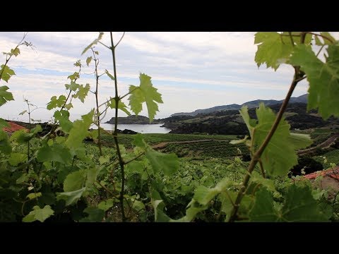 à la découverte des vins de Collioure