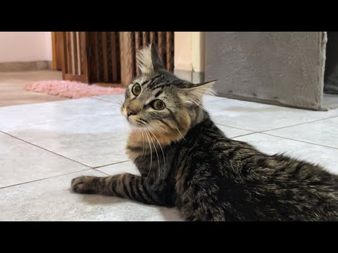 Daddy Katze überrascht die unerwartete Aktion seines Sohnes Kätzchen #152