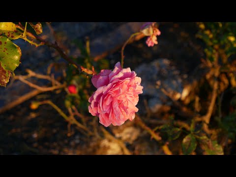 "In Gedånkn bin i bei dir.."  Interpreten: Reichenfelser Viergesang (Live Mitschnitt 2016)