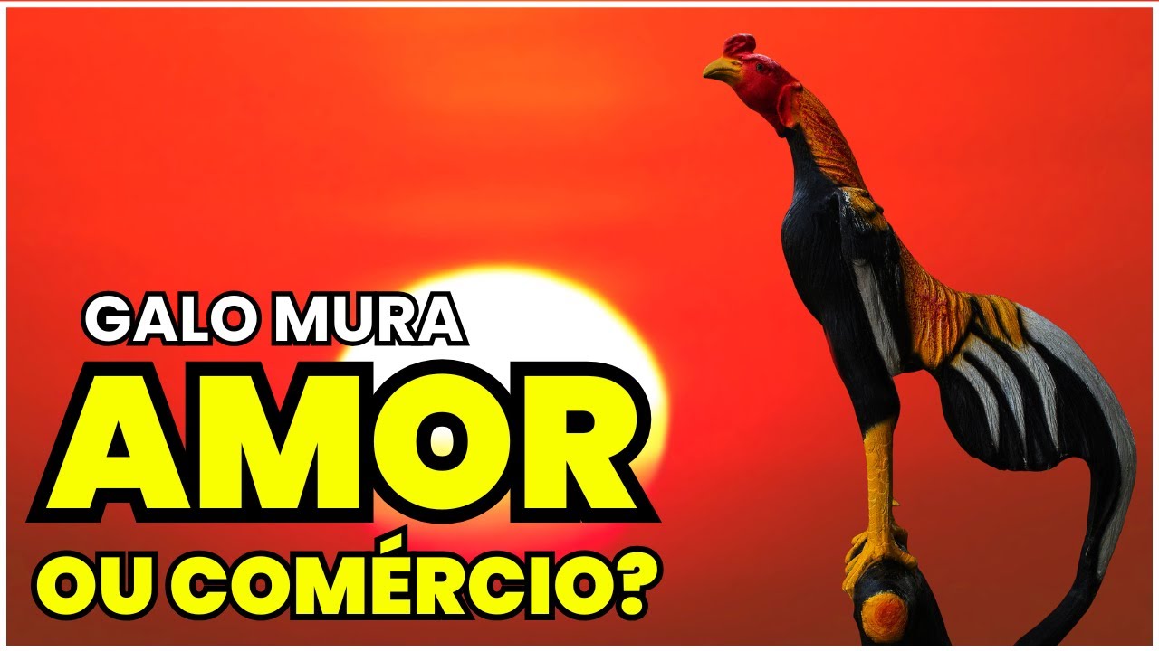 Os 7 SEGREDOS mais bem guardados dos Criadores de Galo Mura: Revelados!