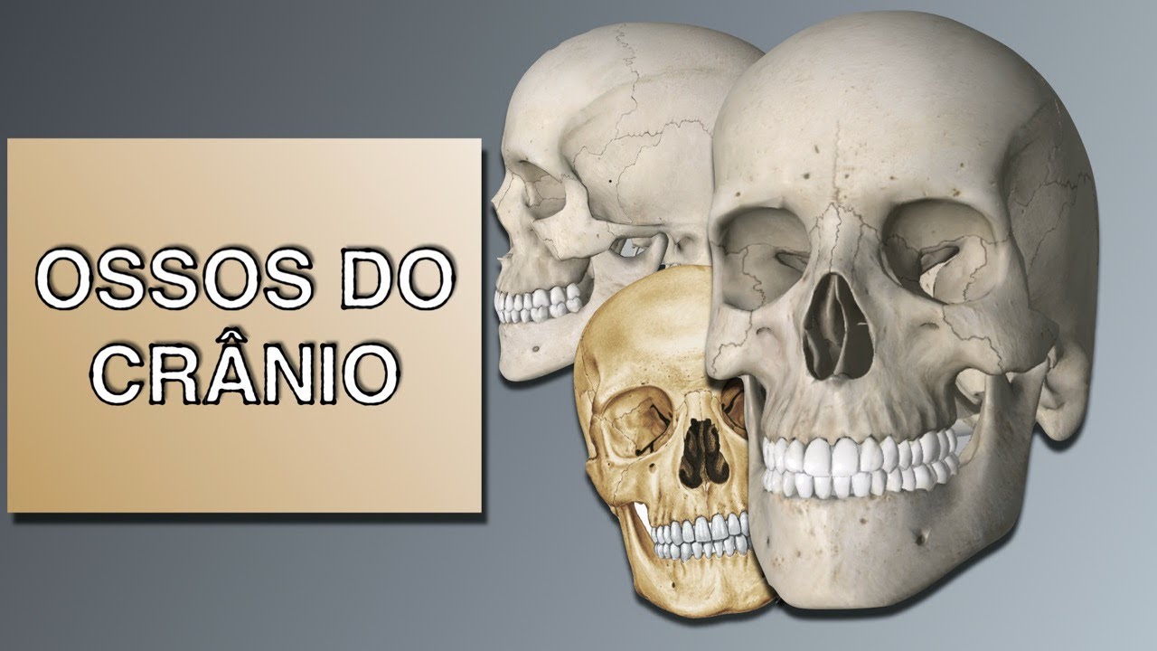 Ossos do Crânio(Curso de ASB)