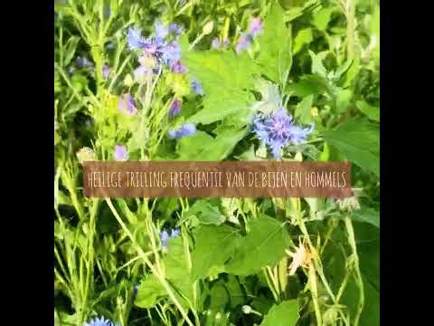 Meditatie: Heilige energie frequentie van de bijen en hommels