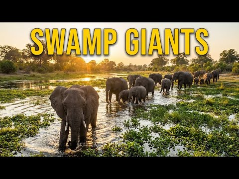 Elephants in Green Swampy River – Kruger National Park Safari (4K)