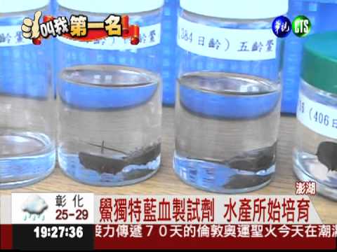 最會養"鱟"! 澎湖水產所冠全球