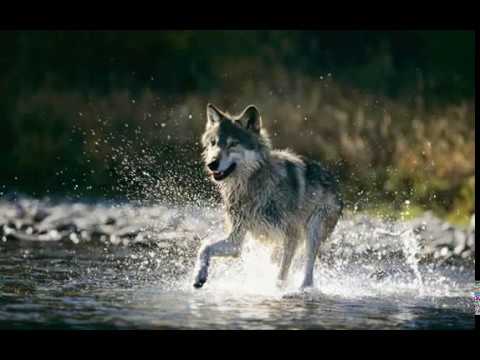 Wolves 01:  Sawtooth Mountain - Michel Cusson