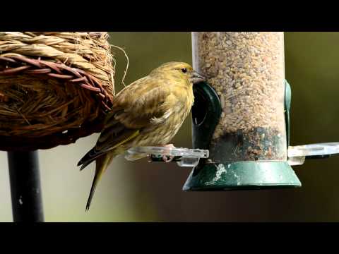 Young greenfinch