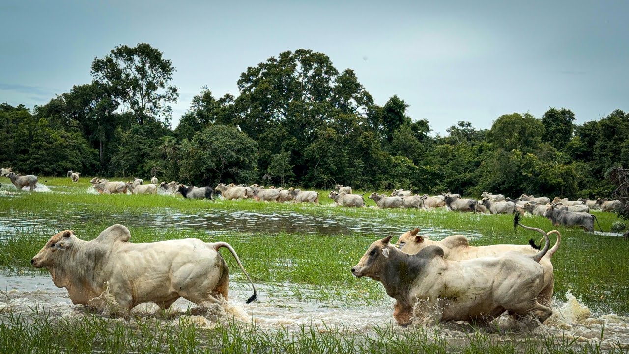 Boiada entrou no mato o trupelo foi grande .