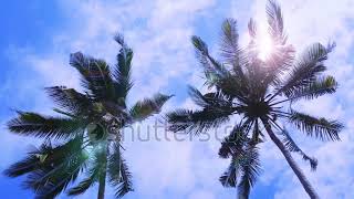 Natural Scene Coconut Trees Blown By The Wind With Sunshine In The Dry Season At The Field