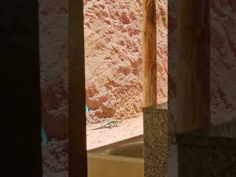 Lagarto teiú - Sítio Orquestra, Biriricas, Domingos Martins, Espírito Santo, Brasil