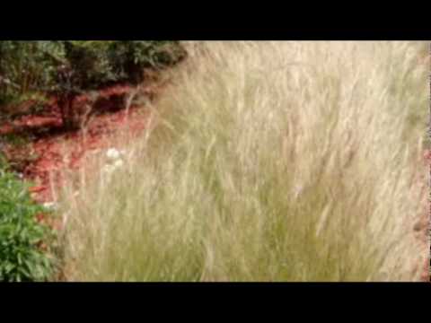 ♥ "Blue Star" (TV series "The Medic") - Victor Young