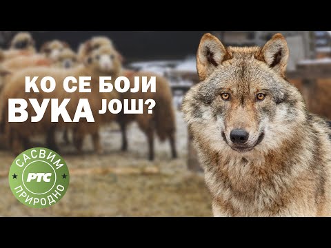 Sasvim prirodno: Ko se boji vuka još? (Jovan Memedović)