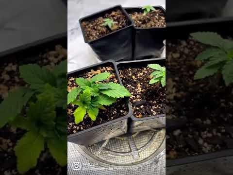 セイロンボウ麻 植物