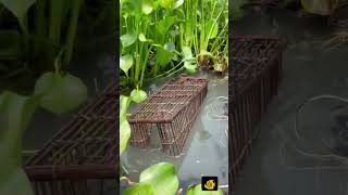 Download lagu Fishing 🦦🎣🦦 #fishing #bigfish #fishingtechniques #shark #bigkatlafish #fish #fis mp3