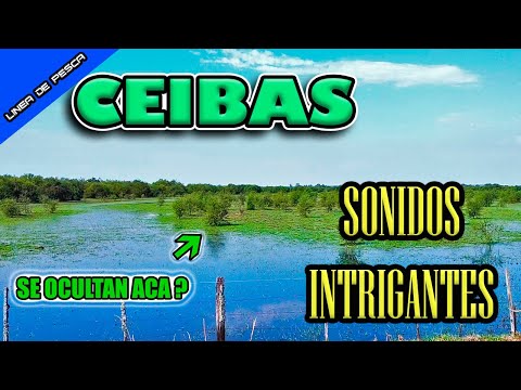 CEIBAS: La joya escondida de Entre Ríos