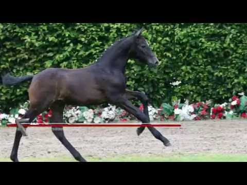 07 Countdown Hengst v. Cornet Obolensky - Calido