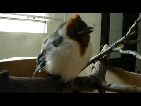 download lagu mp3 mp4 Red Crested Cardinal For Sale, download lagu Red Crested Cardinal For Sale gratis, unduh video klip Red Crested Cardinal For Sale