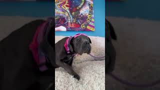 Video preview image #1 Mutt Puppy For Sale in Goodyear, AZ, USA