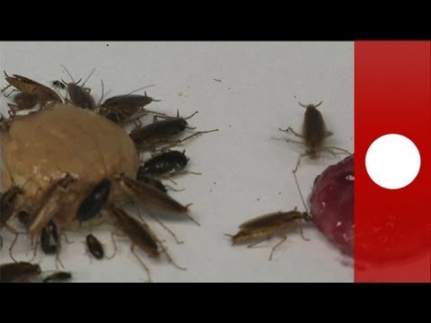 Film animati su un parassita Video con vermi