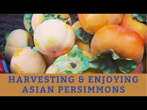 Early Fuyu Persimmon Harvest: Tips for Picking and Enjoying