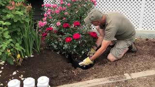 Summer Planting a Rose Bush
