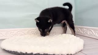 柴犬の動画01