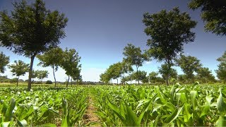 Agroforestry, what is it? (France) - BBC - 22nd July 2018