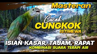 Download lagu Masteran Cucak Cungkok Istimewa ~ Isian Kasar Tajam Rapat ~ Kombinasi terapi air mp3 Download lagu Masteran Cucak Cungkok Istimewa ~ Isian Kasar Tajam Rapat ~ Kombinasi terapi air mp3