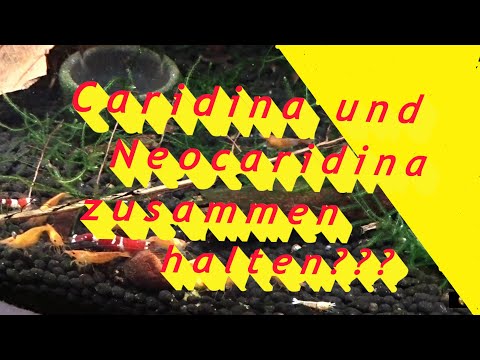 Caridina und Neocaridina zusammen halten?