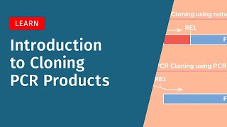 PCR Cloning Explained: How It Works and When to Use It