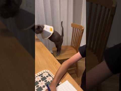 #cat Funny cat😂#cat #catsoftiktok #cats #animals #animal #tiktok