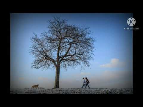 Waltz of the Flowers