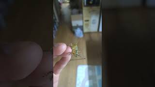 キリギリスに指を噛まれました