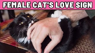 Download lagu How Female Cats Say 'I Love You' – It’s Not What You Think mp3