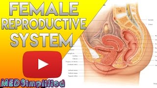 Female Reproductive System Made Easy - Organs & Functions