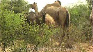 Grazing camels in Rajasthan