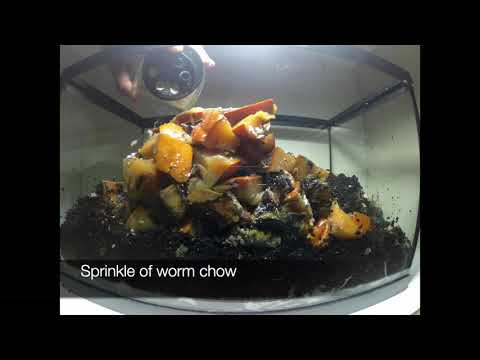 Time Lapse: Red Wigglers vs Mini Pumpkin Take 2