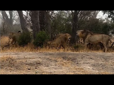 Two male lions confront 6 male lions