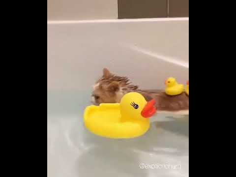 Cat playing with duck
