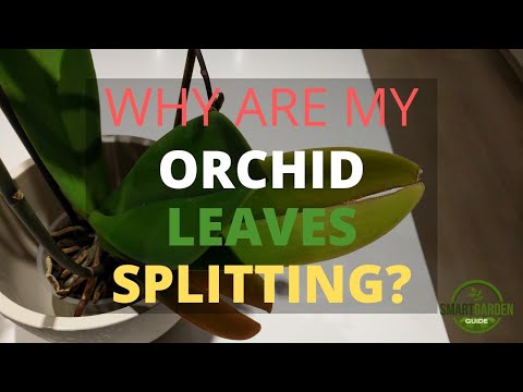 YouTube video about: Why are my plant leaves cracking?